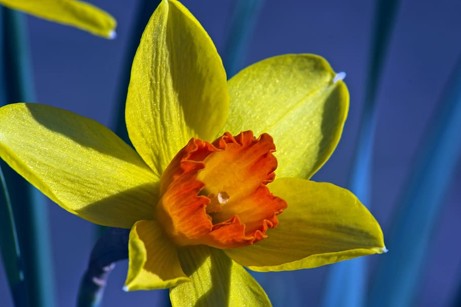 orange and yellow narcissus, garden, bloom, plant, flowers, HD wallpaper