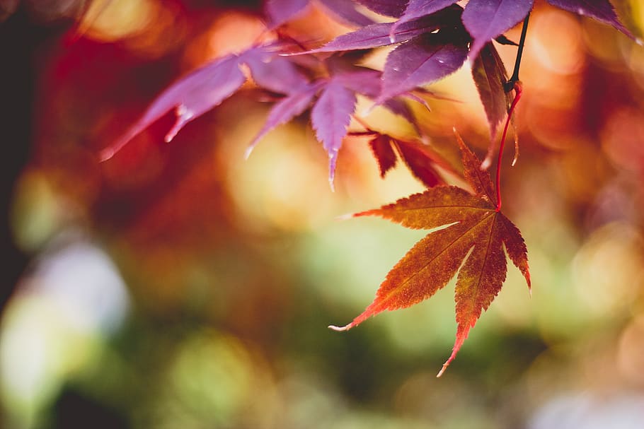 south korea, daegu, orange, maple, trees, autumn, colours, fall, HD wallpaper