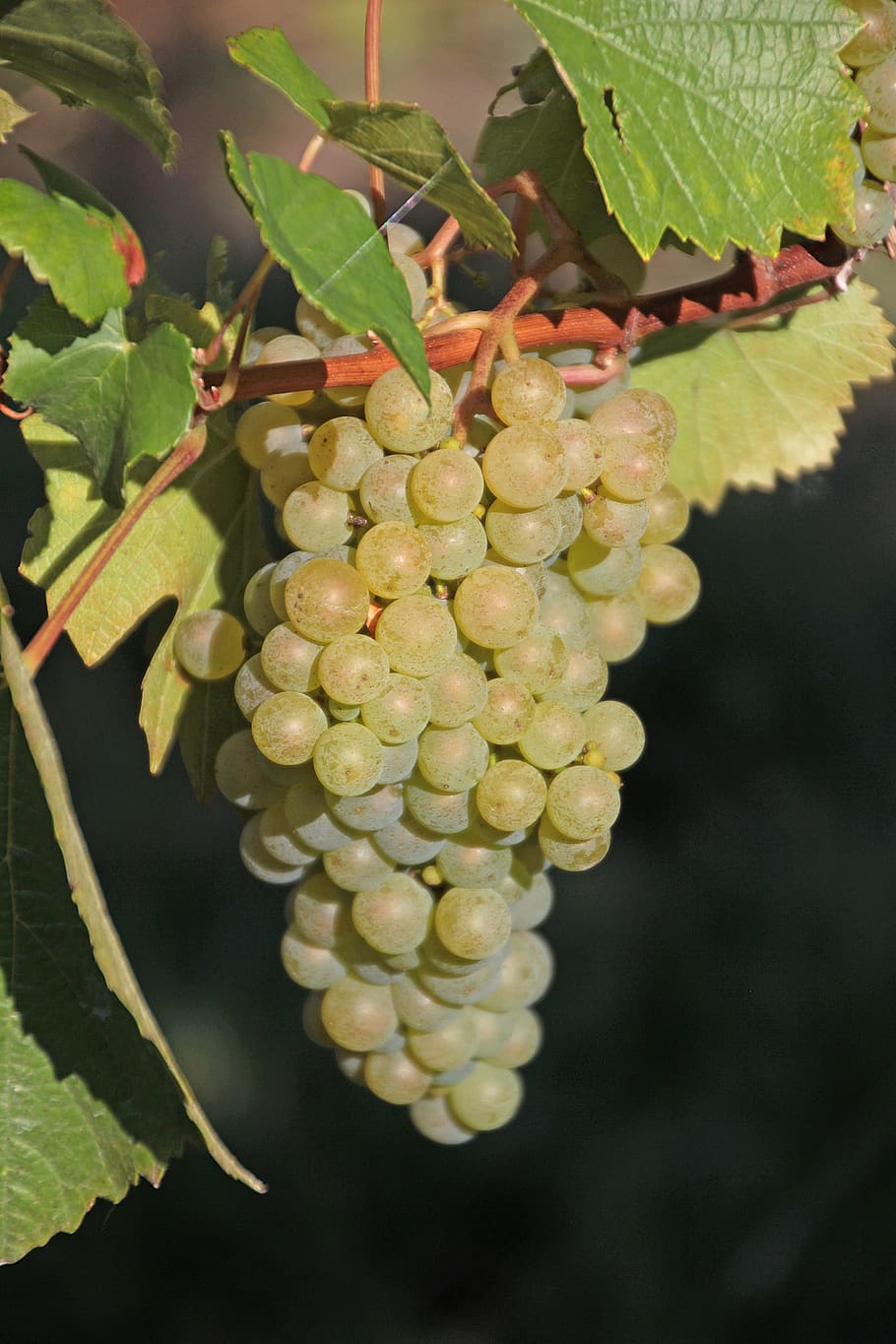 grapes, read, vine, vineyard, wine, winegrowing, autumn, vines stock, HD wallpaper
