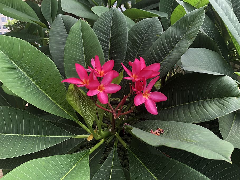 macau, coloane, flowers, leaf, plant part, flowering plant HD wallpaper
