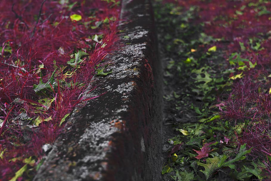 united states, chesterton, stone, moss, leaves, red, imagine, HD wallpaper