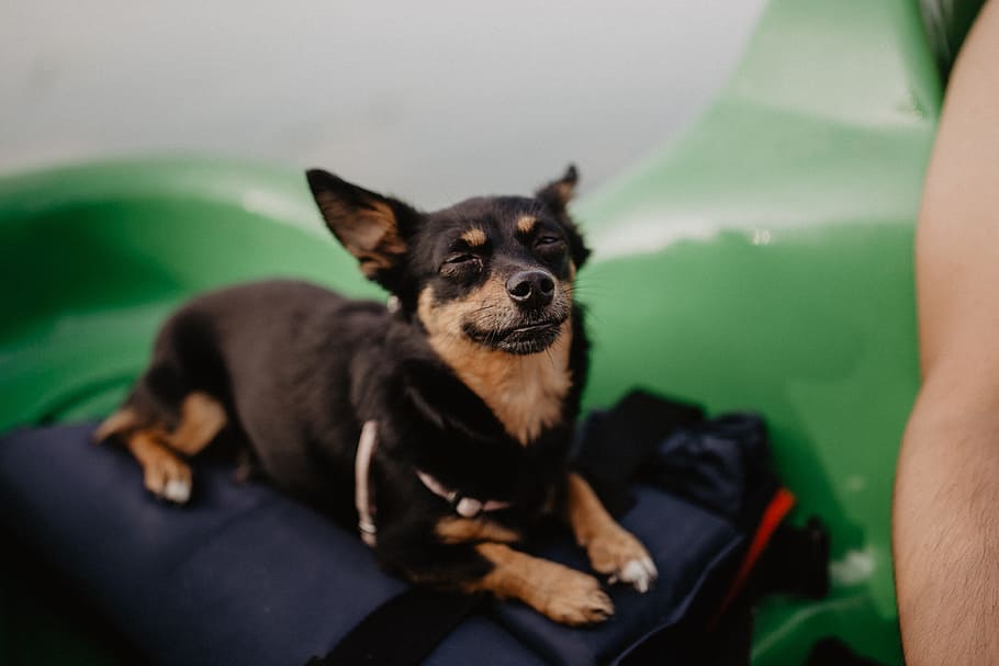 Happy dog in a kayak, pet, animal, puppy, one animal, pets, domestic