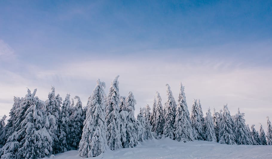 snow covered forest at daytime, nature, plant, tree, outdoors HD wallpaper