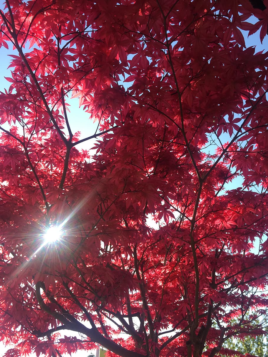 tree, red, nature, autumn, leaves, color, shiny, light, plant HD wallpaper