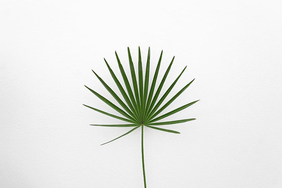 green leaf, studio shot, plant part, white background, green color HD wallpaper