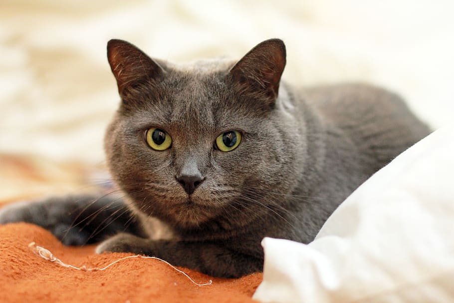 Russian Blue Cat on Top of Orange and White Textile, animal, animal photography