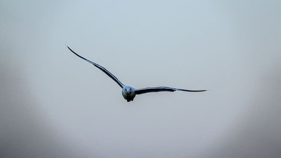seagull, bird, sky, clouds, flight, dom, wings, flying, air HD wallpaper