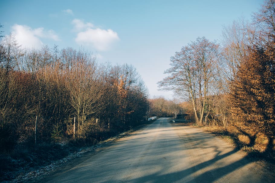 romania, vama, cold, winter, leaves, landscape, road, trees HD wallpaper