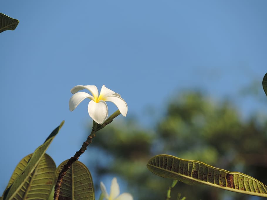 thailand, ko samet, ban samet hill, bread tree, nature, white HD wallpaper