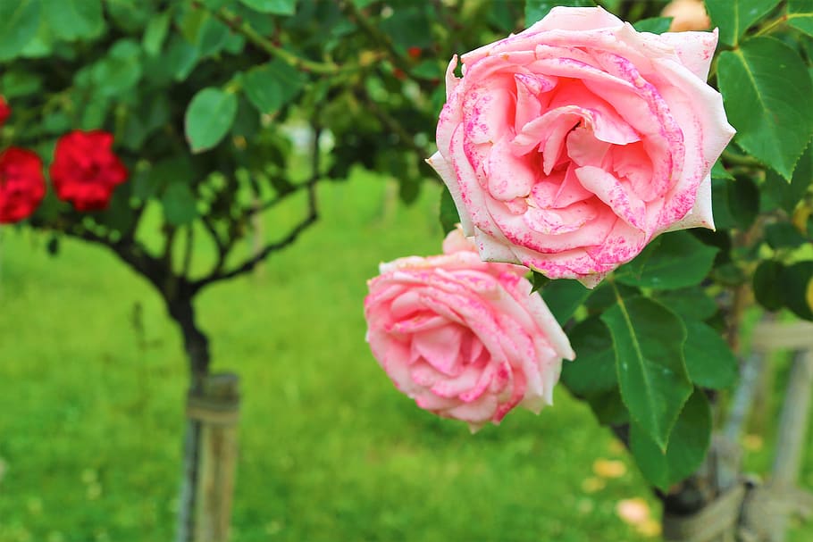 rose, spring, flower, nature, love, romantic, plant, garden HD wallpaper