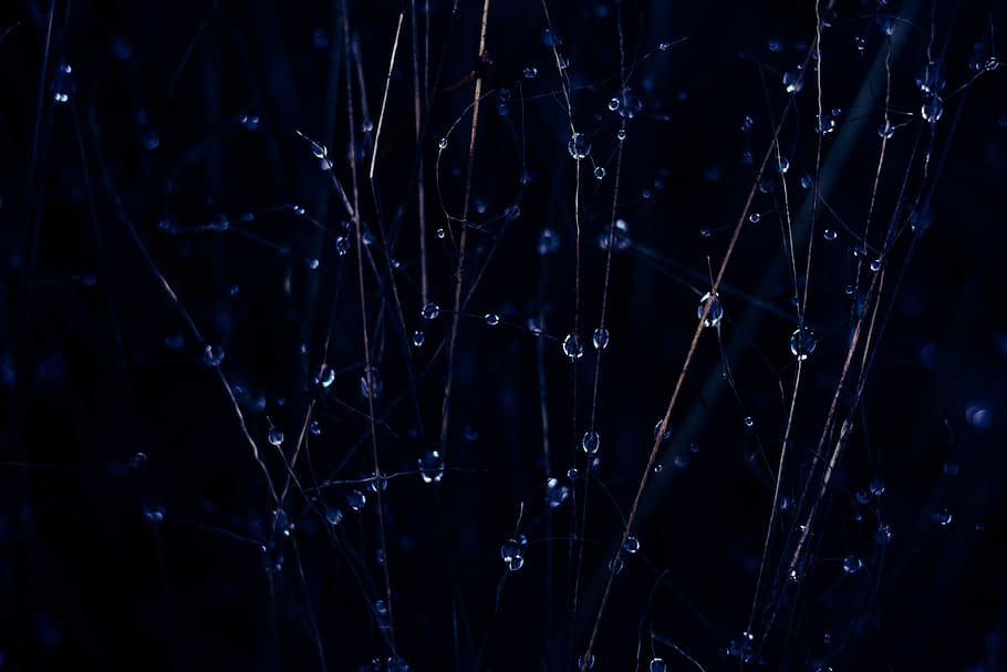 water drop, waterdrop, leaves, tree, black, dark, wallpaper, HD wallpaper