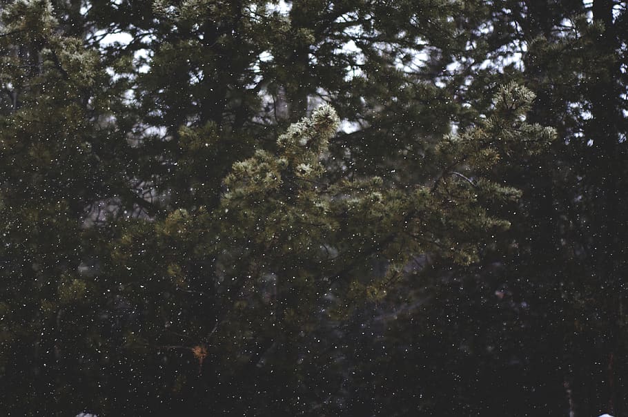 green leafed tree, united states, montana, nature, forest, outdoors HD wallpaper