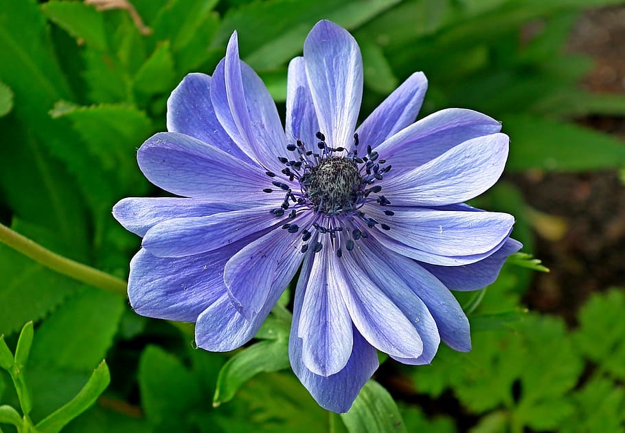 anemone, flower, blue, spring, garden, macro, beautiful, jaskrowate HD wallpaper