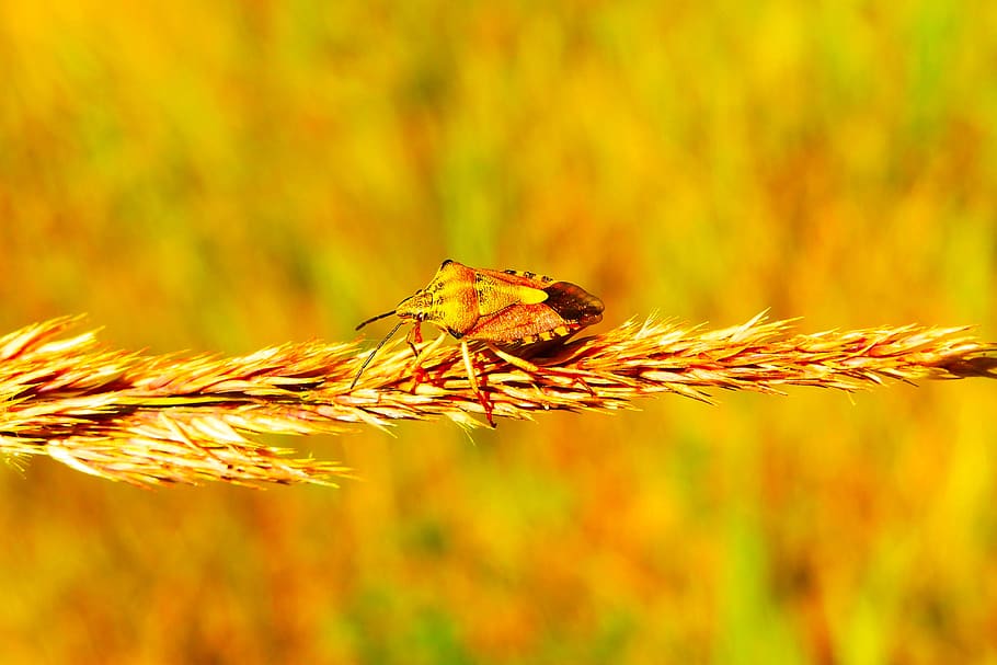 brown bug perched on wheat, flora, tree, plant, conifer, shell HD wallpaper