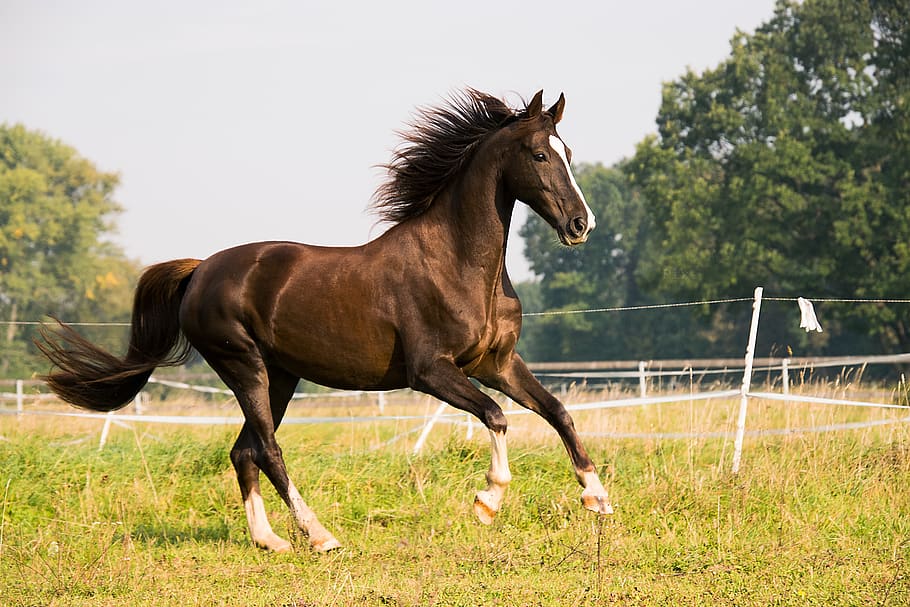horse, gallop, american saddlebred, animal, ride, canter, coupling, HD wallpaper