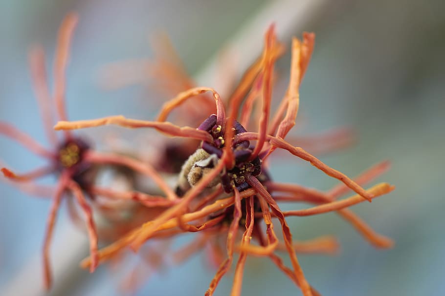 hamamelis, winter, flower, flowering, branch, hamamelidaceae HD wallpaper