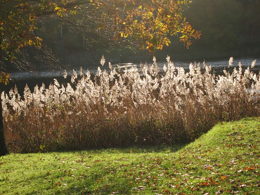 grasses, sunlight, autumn, plant, beauty in nature, water, tranquility HD wallpaper
