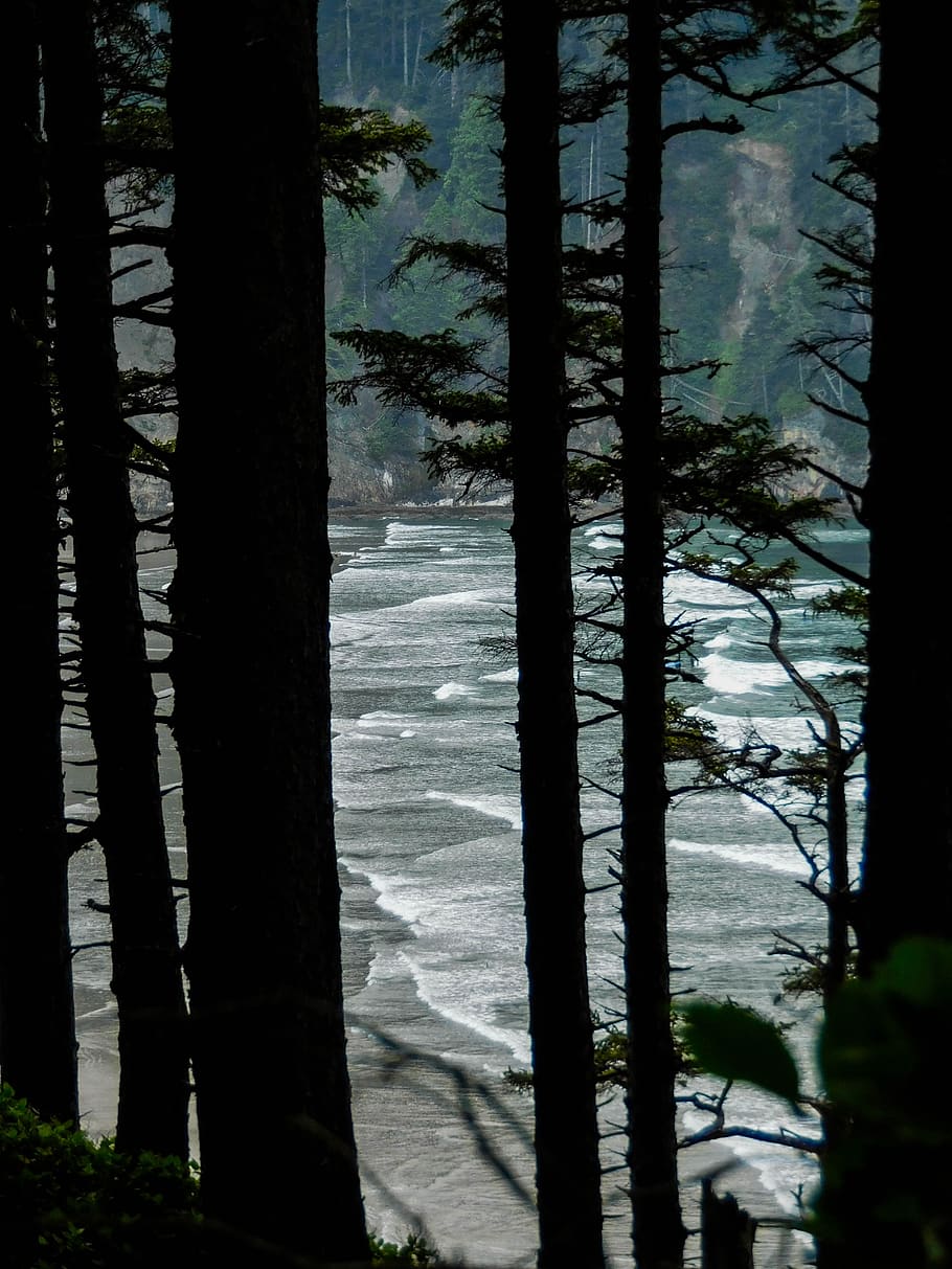 beach, ocean, oregon, beaches, oregonbeaches, capefalcon, tree HD wallpaper