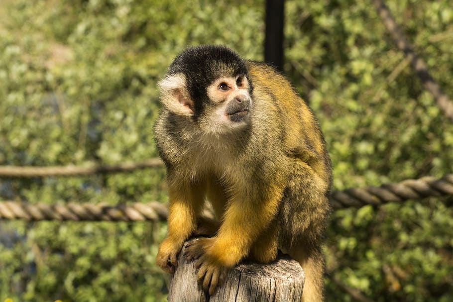 monkey, primate, expensive, zoo, natural, sweet, hairy, reepark HD wallpaper