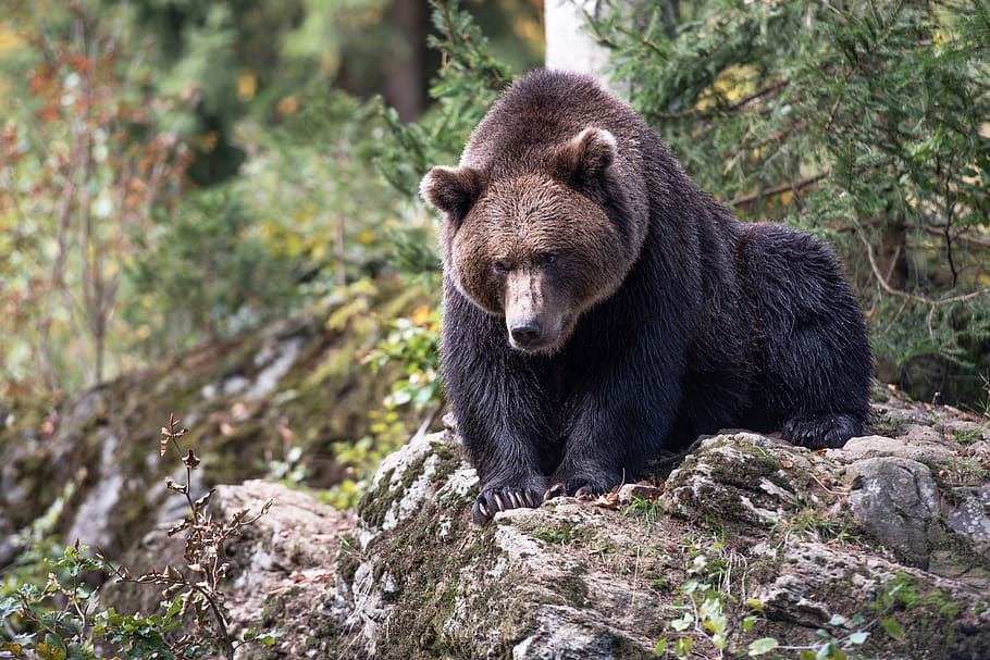brown bear, teddy bear, nature, mammal, predator, hairy, wild world HD wallpaper