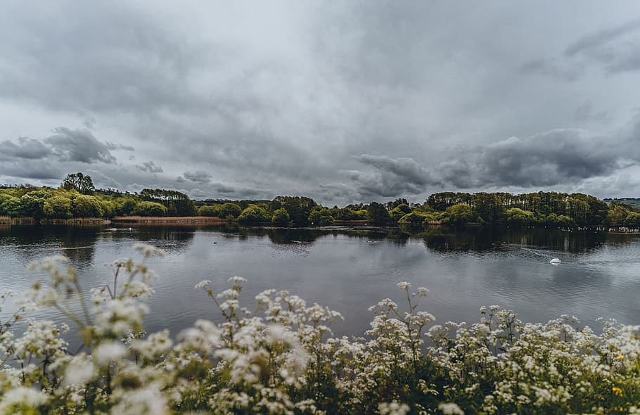 Green Trees Near Body of Water, clouds, daylight, flowers, landscape HD wallpaper
