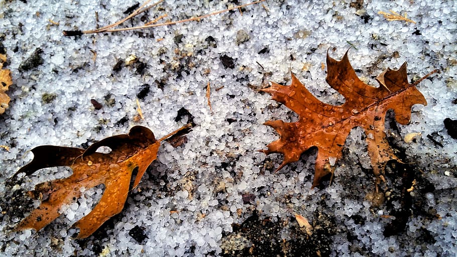 leaves, snow, winter, nature, leaf, no people, plant part, day HD wallpaper