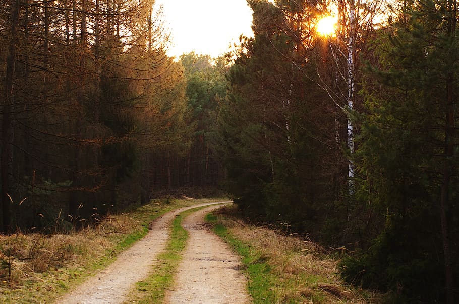 the path, forest, tree, landscape, mood, mystical, nature, trail HD wallpaper