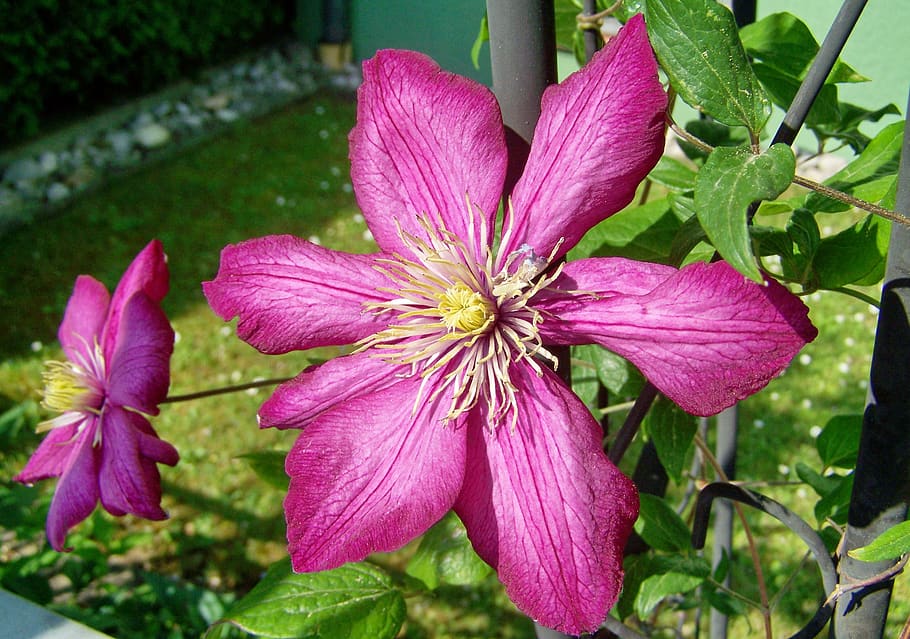 klemátisz, creeping plant, purplish-pink, flowering plant