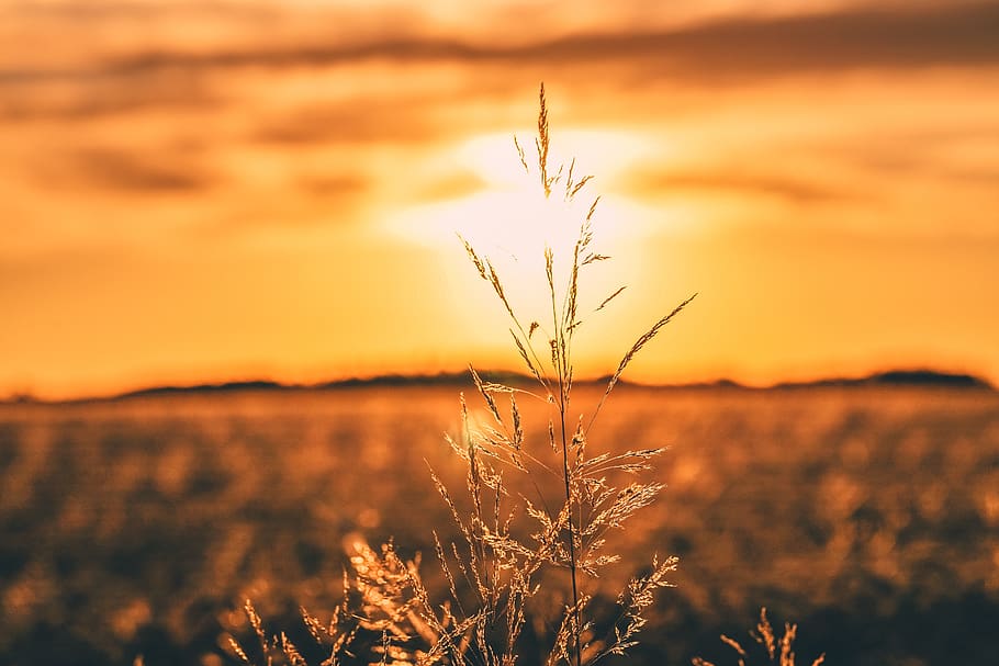 romania, oradea, field, rey, leaf, sun, light, golden hour HD wallpaper