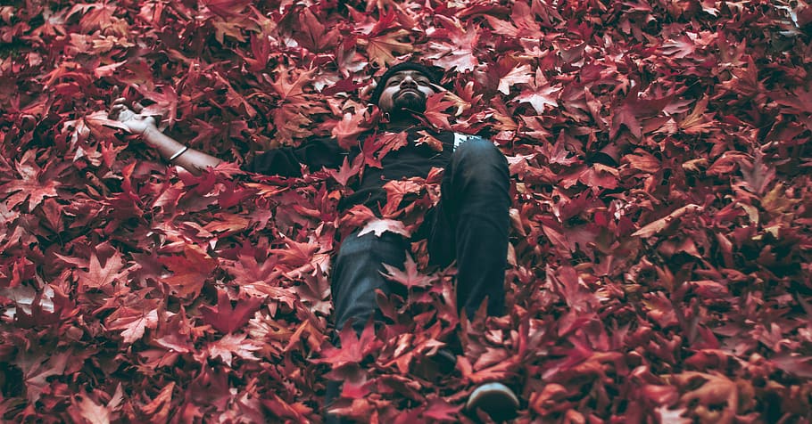 Man Lying on Bed of Maple Leaves, bright, color, dry, environment HD wallpaper
