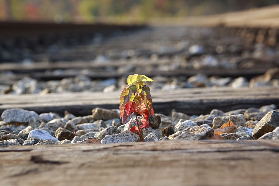 railway, plants, flowers, wood - material, day, selective focus HD wallpaper