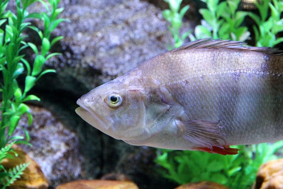 perch, fish, perca, underwater, aquarium, freshwater, freshwater fish HD wallpaper
