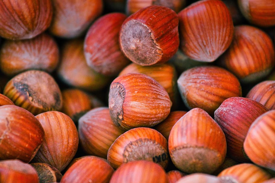 hazelnuts, food, brown, protein, nutrition, autumn, harvest HD wallpaper