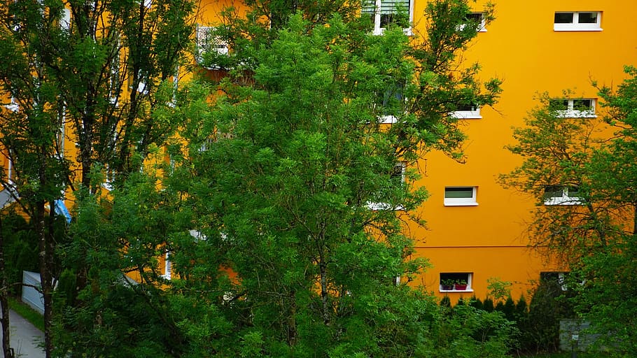 austria, schladming, plant, building exterior, tree, architecture HD wallpaper