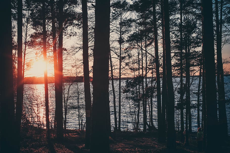 nature, forest, trees, lake, sunset, mood, the picturesque HD wallpaper