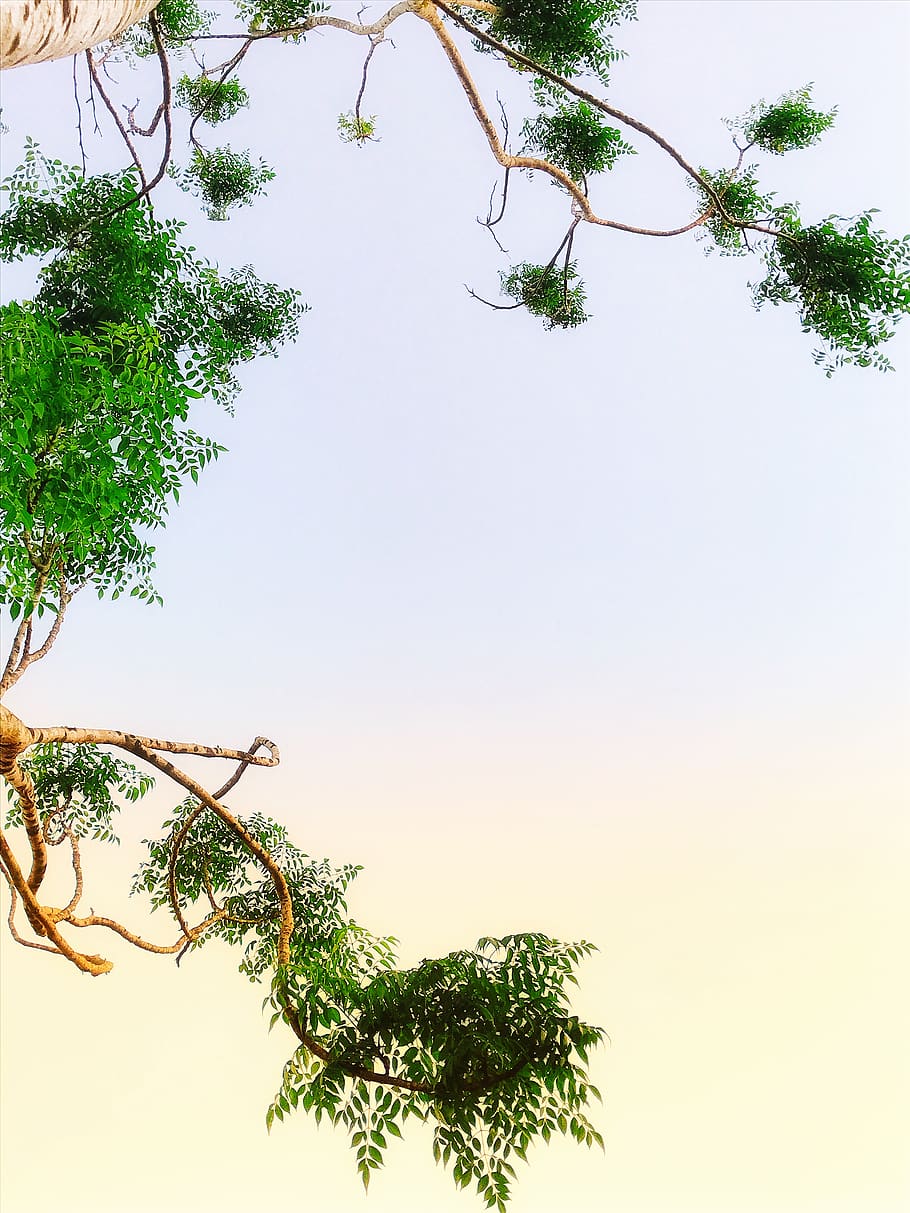 green-leafed tree, plant, bird, animal, bee eater, tree trunk HD wallpaper