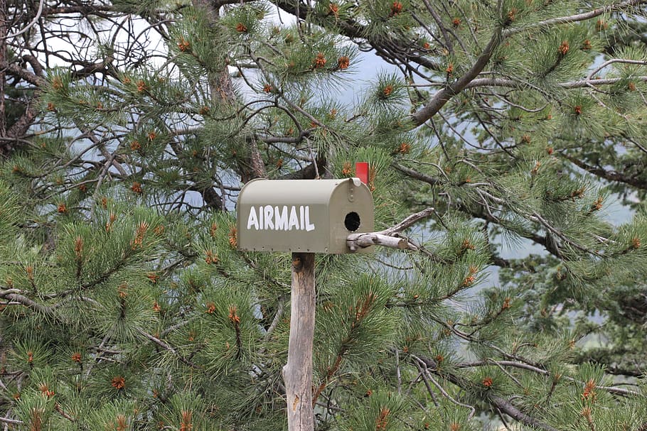 airmail, snail mail, first class, trees, forest, mailbox, plant HD wallpaper