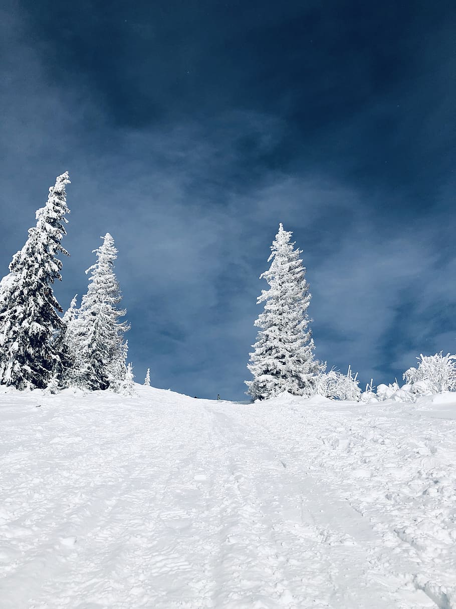 pine trees covered with ice, nature, outdoors, plant, fir, abies HD wallpaper