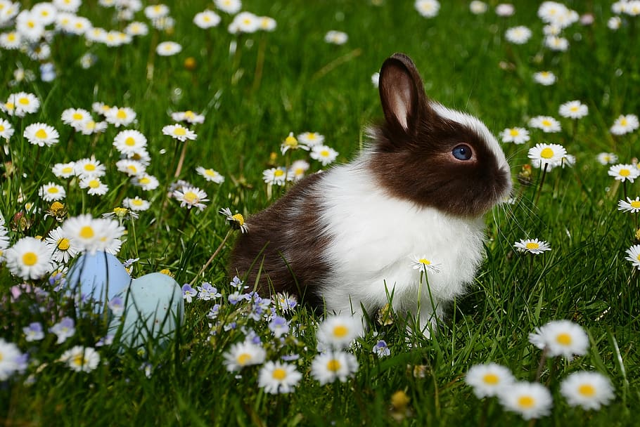 White and Brown Rabbit on Green Grass Field, animal, bright, bunny, HD wallpaper