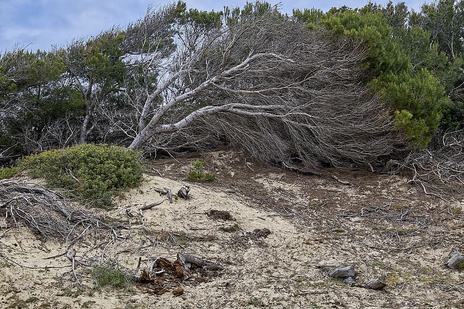 tree, landscape, coast, nature, wind, plant, non-urban scene HD wallpaper