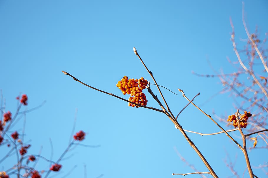 sky, berries, red, nature, blue, tree, berry, spring, plant HD wallpaper