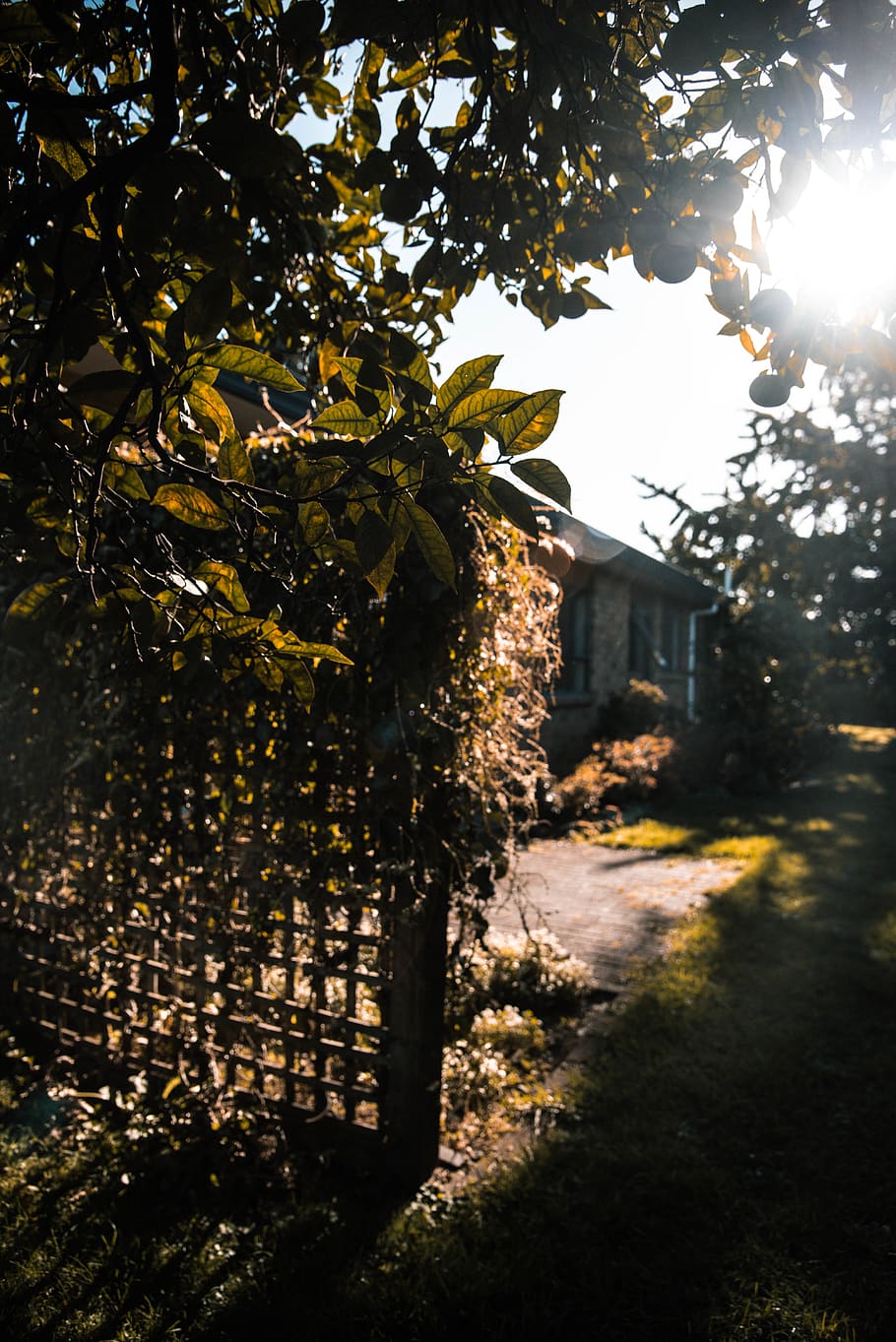 light, flare, building, nature, outdoors, plant, sunlight, house HD wallpaper