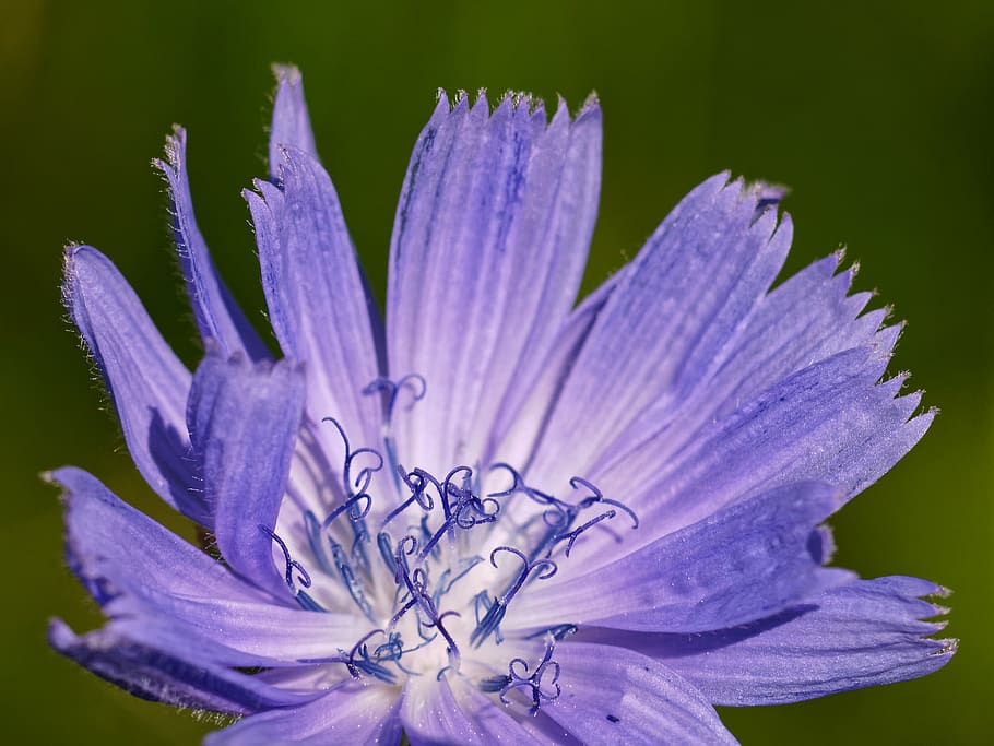 flower, flowering plant, freshness, petal, fragility, vulnerability HD wallpaper