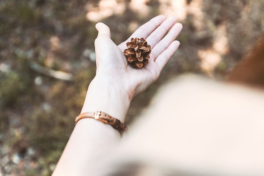 Pine cones on the hand in the pine forest, human hand, human body part HD wallpaper