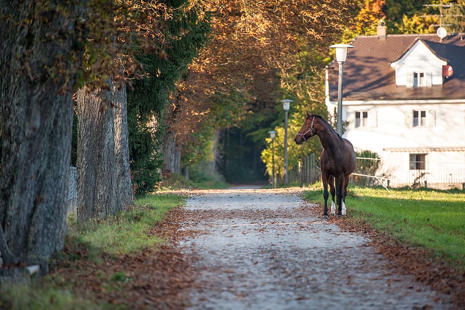 germany, mindelheim, hike, path, fall, horse, trees, forest HD wallpaper