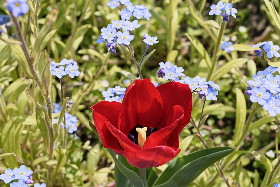 nature, flower, red, spring, petals, natural, beauty, flora HD wallpaper