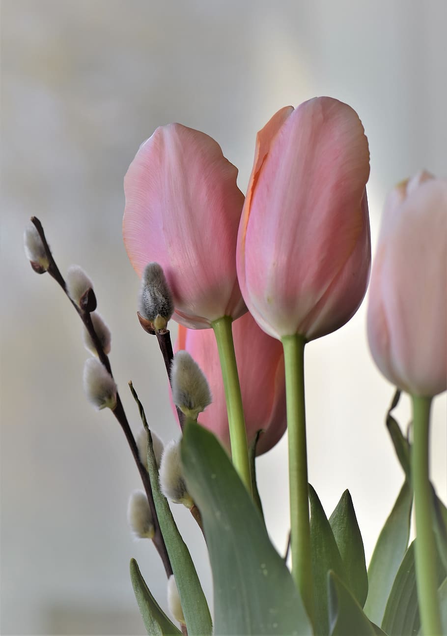 tulip, nature, flower, easter, leaf, plant, spring, green, blossom HD wallpaper