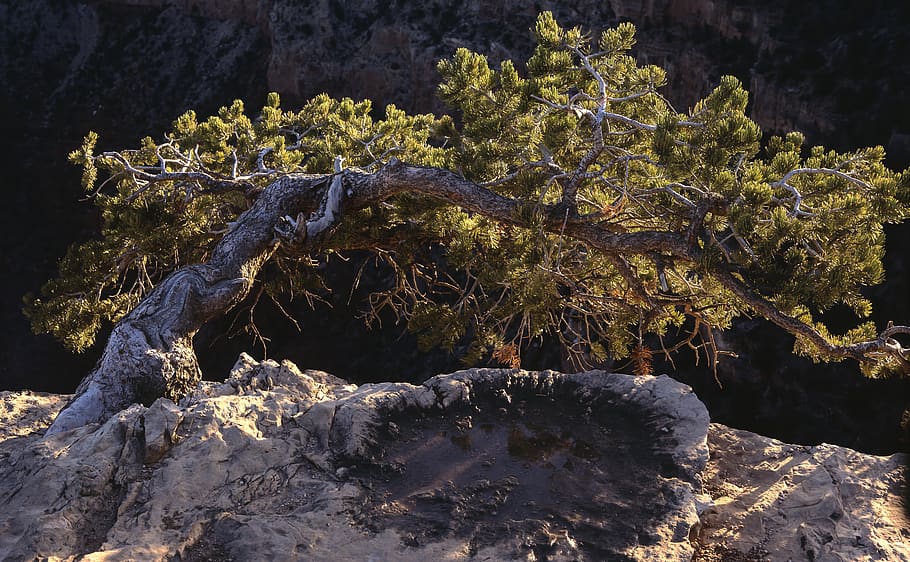 green tree, rock, rock - object, solid, nature, beauty in nature HD wallpaper