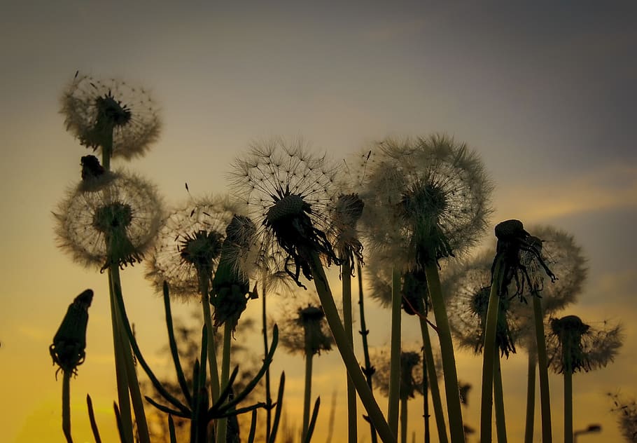 Flowers silhouette sunset 1080P, 2K, 4K, 5K HD wallpapers free download