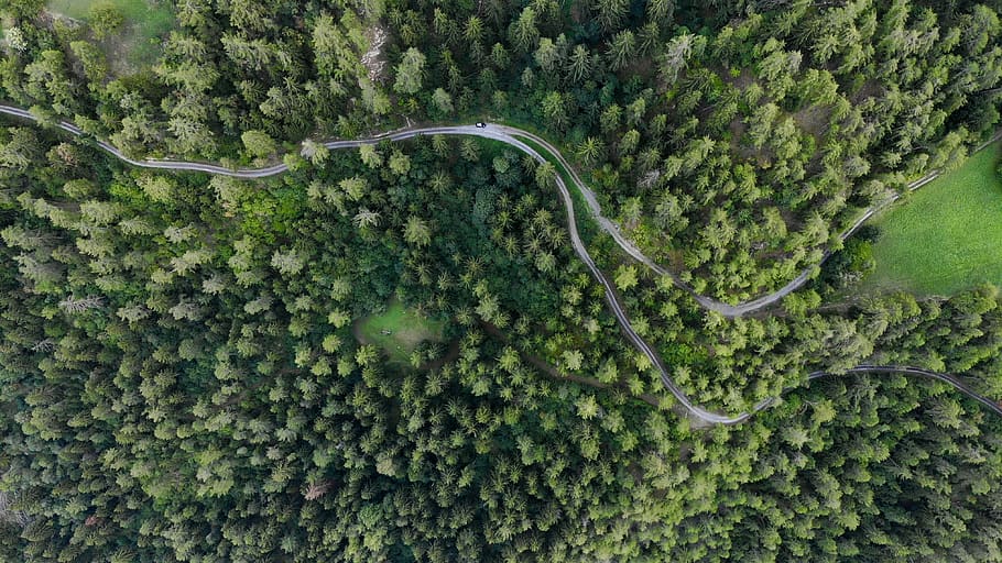 high-angle view of forest, tree, green color, plant, aerial view HD wallpaper